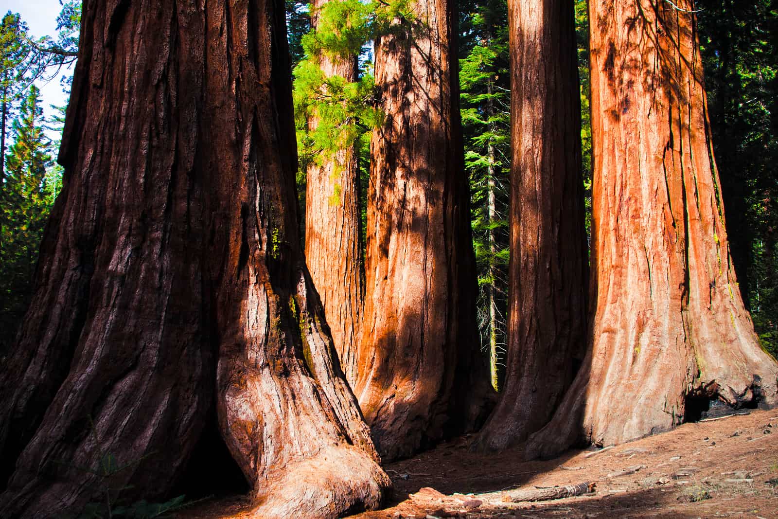 https://theparadigmrealtygroup.com/wp-content/uploads/2017/10/bigstock-Giant-Sequoias-in-Yosemite-Nat-45266944.jpg